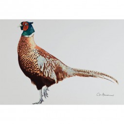 Cock Pheasant